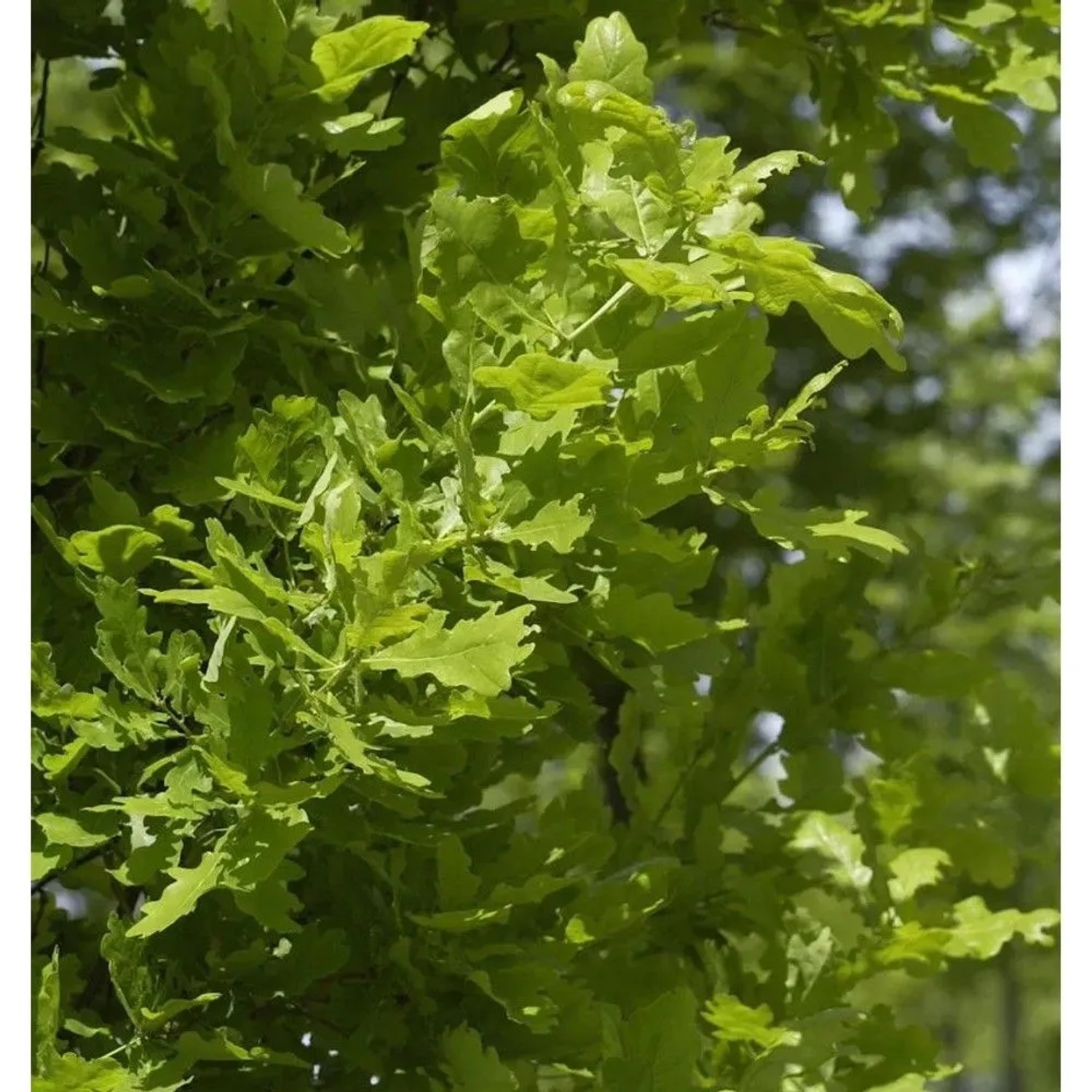 Säulen Eiche Koster 100-125cm - Quercus robur Fastigiata