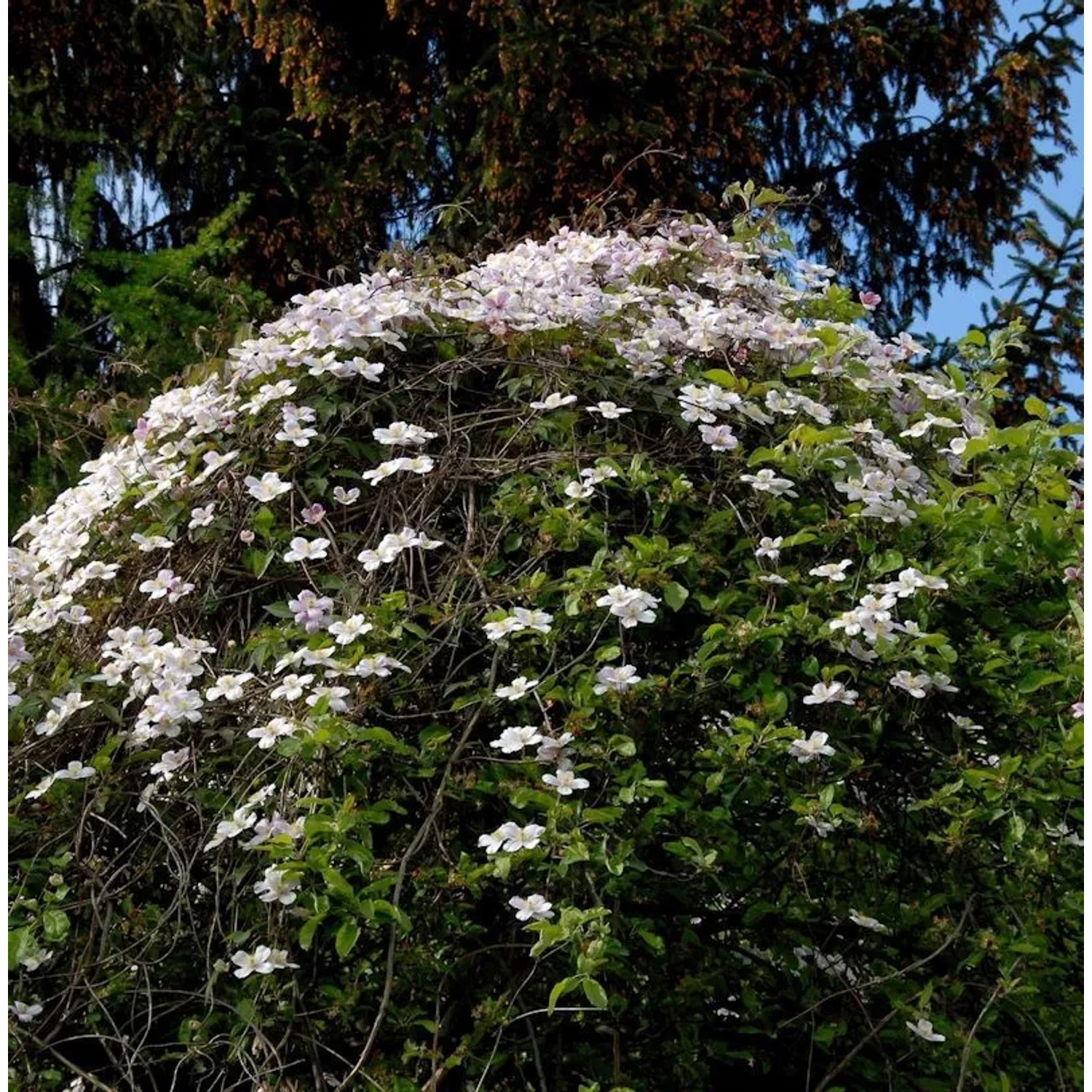 Berg Waldrebe Elizabeth 40-60cm - Clematis montana