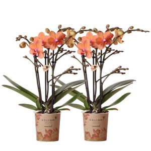 Zwei orangefarbene Phalaenopsis Orchideen im Topf (9cm) als Kombi-Deal.