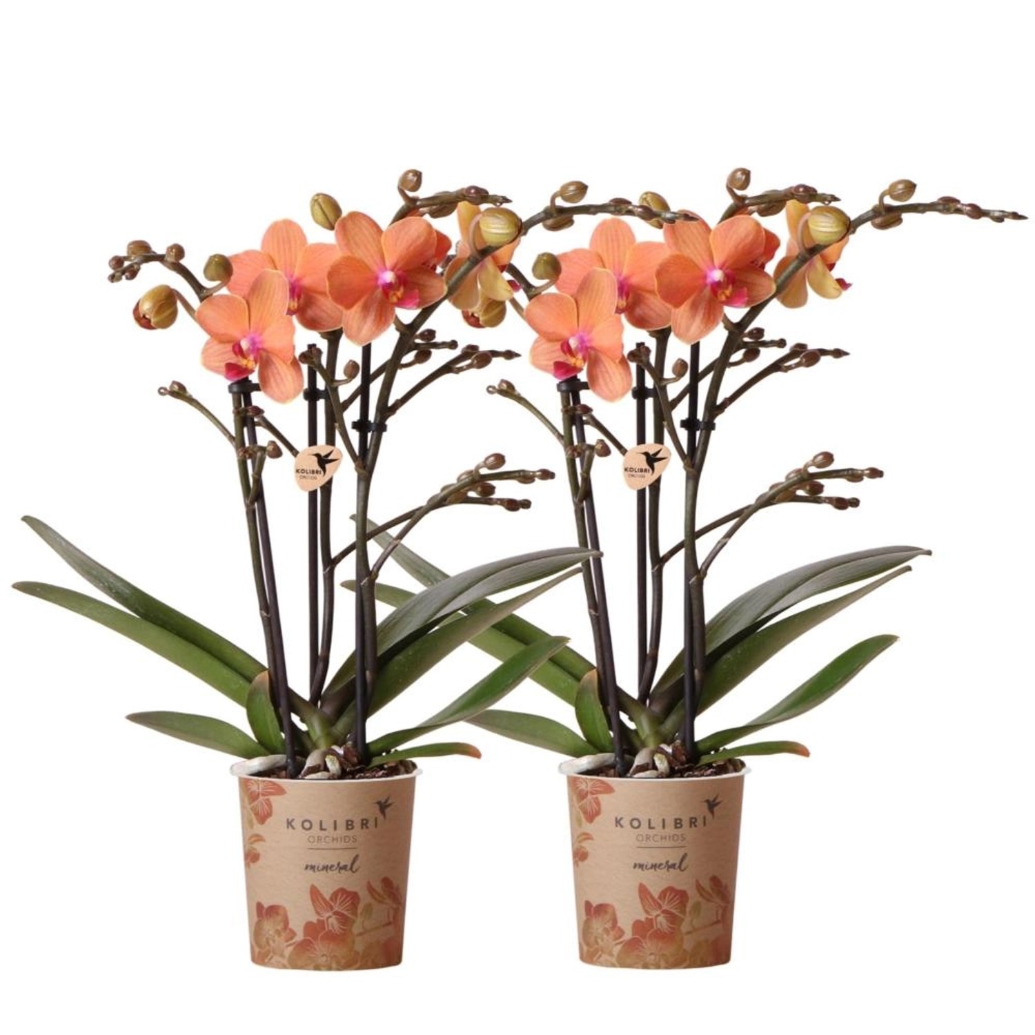 Kolibri Orchids Combi Deal von 2 Orange Phalaenopsis Orchideen Bozen Topfgröße 9cm