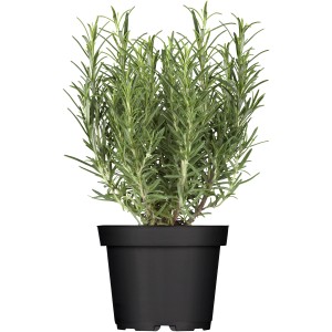 Rosmarin 'Riviera' im Topf, Küchenkräuter für aromatische Gerichte.