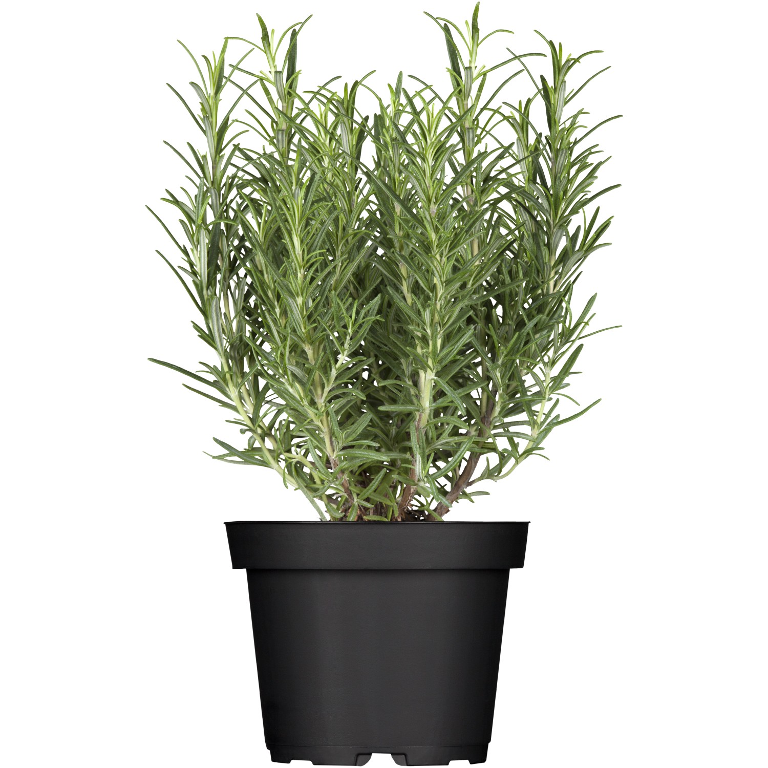 Rosmarin Riviera Topf-Ø ca. 12 cm Rosmarinus