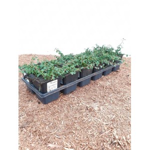 Bodendecker Cotoneaster 'Streibs Findling' im Tray mit grünen Blättern.