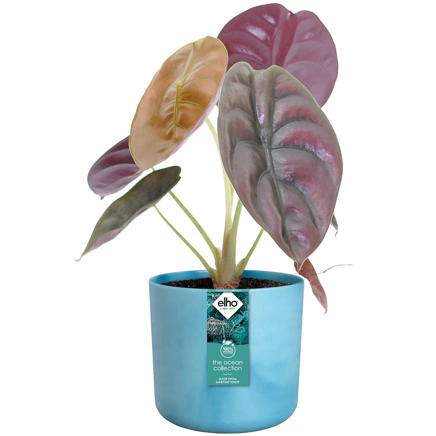 Blauer Elho Blumentopf Ocean Collection (Ø 16cm) mit Pflanze.