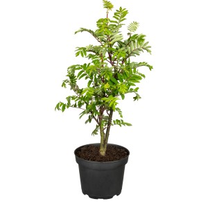 Junge Vogelbeere Autumn Spire im Topf, grüne Blätter. Säulen-Strauch für Garten & Beet.