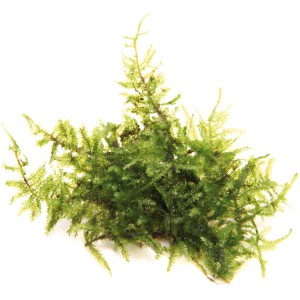 Dennerle Aquariumpflanze Vesicularia Montagnei (Christmas Moos) In-Vitro, grüne Vordergrundpflanze.