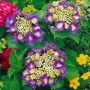 Nahaufnahme der Bauernhortensie 'Frisbee Hot Pink' mit lila Blüten und grünen Blättern.