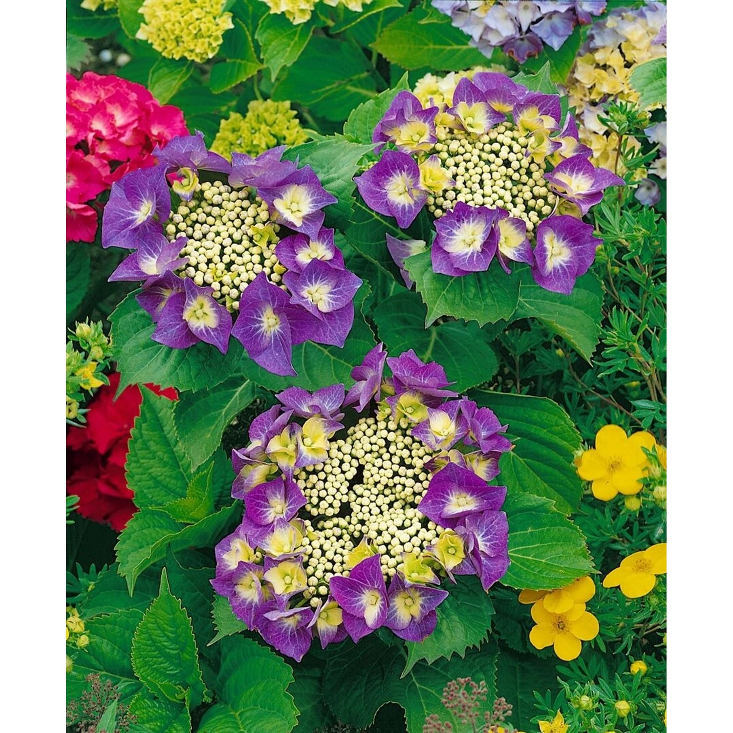 Hydrangea Macrophylla Bauernhortensie Frisbee Hot Pink 30-40 cm günstig online kaufen