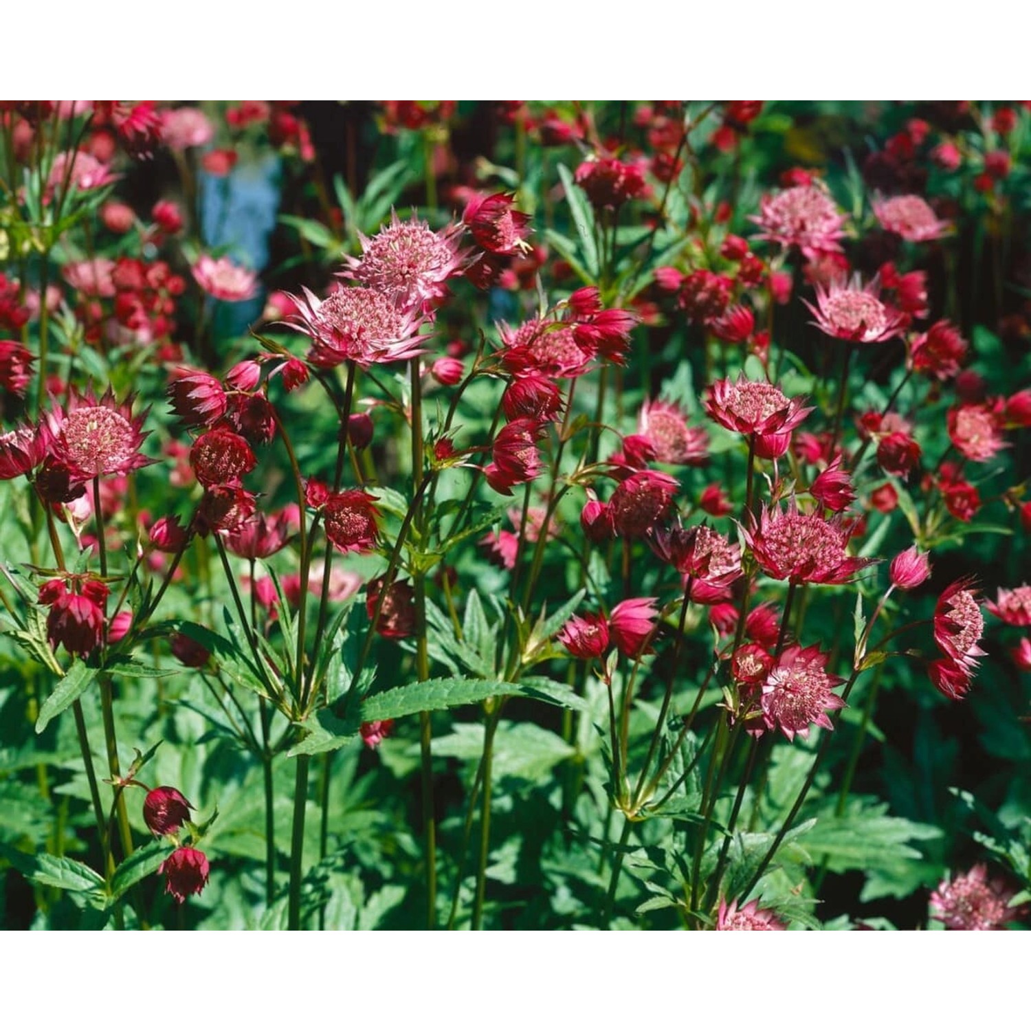 Astrantia Major Hadspen Blood Große Sterndolde Ca. 11x11 cm Topf günstig online kaufen