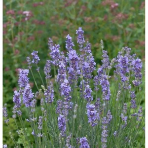 Blühender Echter Lavendel 'Phenomenal' (Lavandula angustifolia) im Garten.