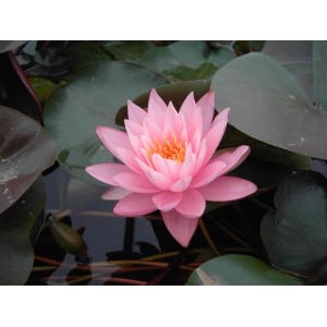 Rosa Nymphaea Odorata Seerose im 11x11 cm Topf mit grünen Blättern.