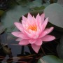 Rosa Nymphaea Odorata Seerose im 11x11 cm Topf mit grünen Blättern.
