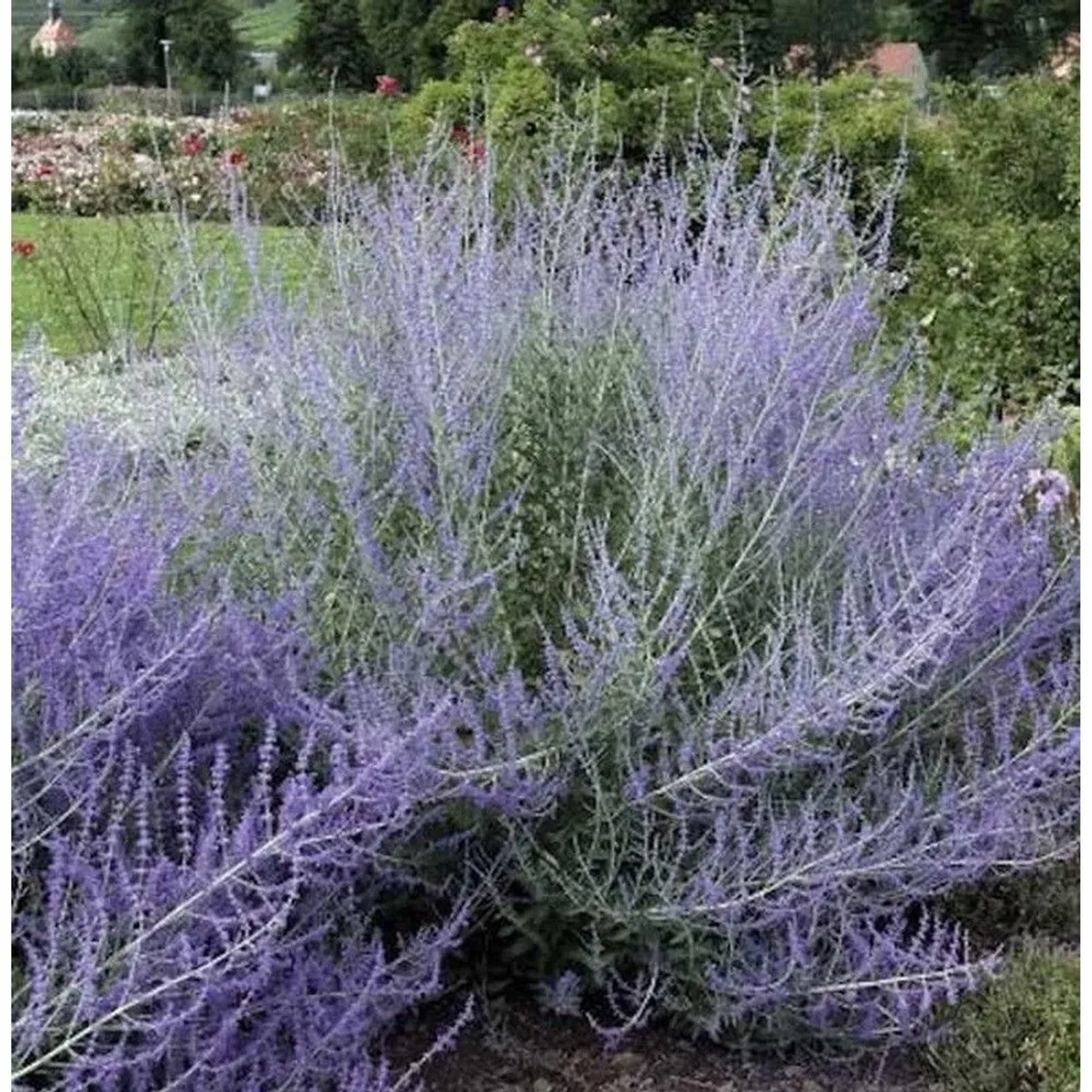 Blauraute Lacy Blue 40-60cm - Perovskia atriplicifolia