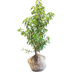 Kirschlorbeer Angustifolia Set, 10 Pflanzen, ca. 100-125cm hoch, für dichte Hecken.