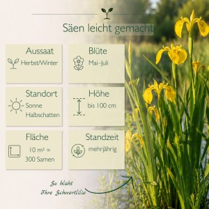 Gelbe Sumpf-Schwertlilie (Iris Pseudacorus) mit grünen Blättern und Infografik zu Aussaat & Pflege der Blumensamen.