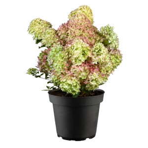 GROW by OBI Rispenhortensie Colourful Cocktail im Topf, ca. 40-50cm hoch, Blüten in Weiß und Rosa.