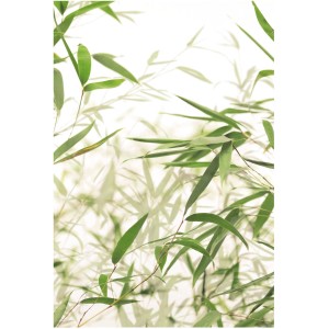 Komar Wandbild Bamboo Leaves, 50x70 cm, mit grünen Bambusblättern vor hellem Hintergrund.