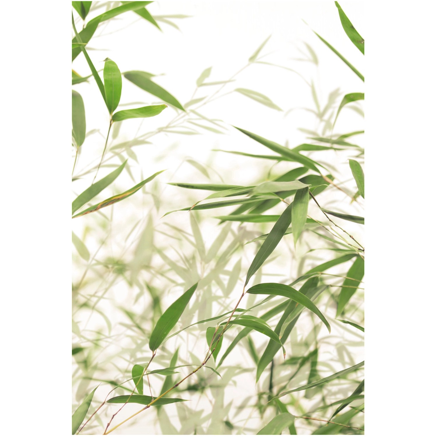 Komar Wandbild Bamboo Leaves 50 x 70 cm