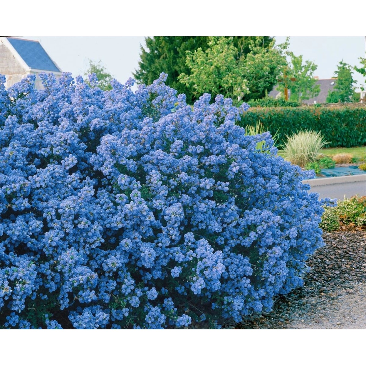 Ceanothus Puget Blue Säckelblume Blau 40–60 cm günstig online kaufen