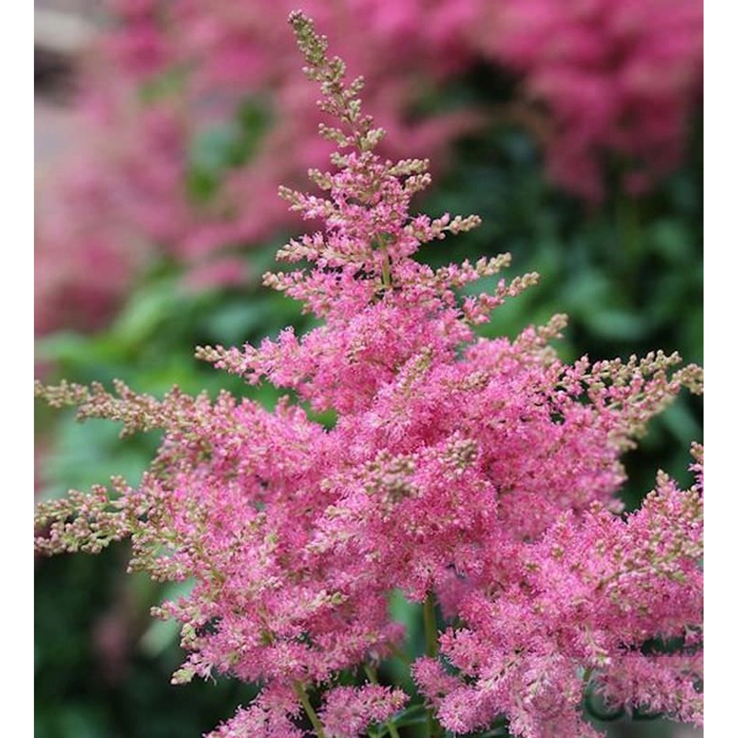 Prachtspiere Veronica Klose - Astilbe chinensis günstig online kaufen