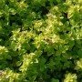Wilder Majoran Thumbles Variety - Origanum vulgare