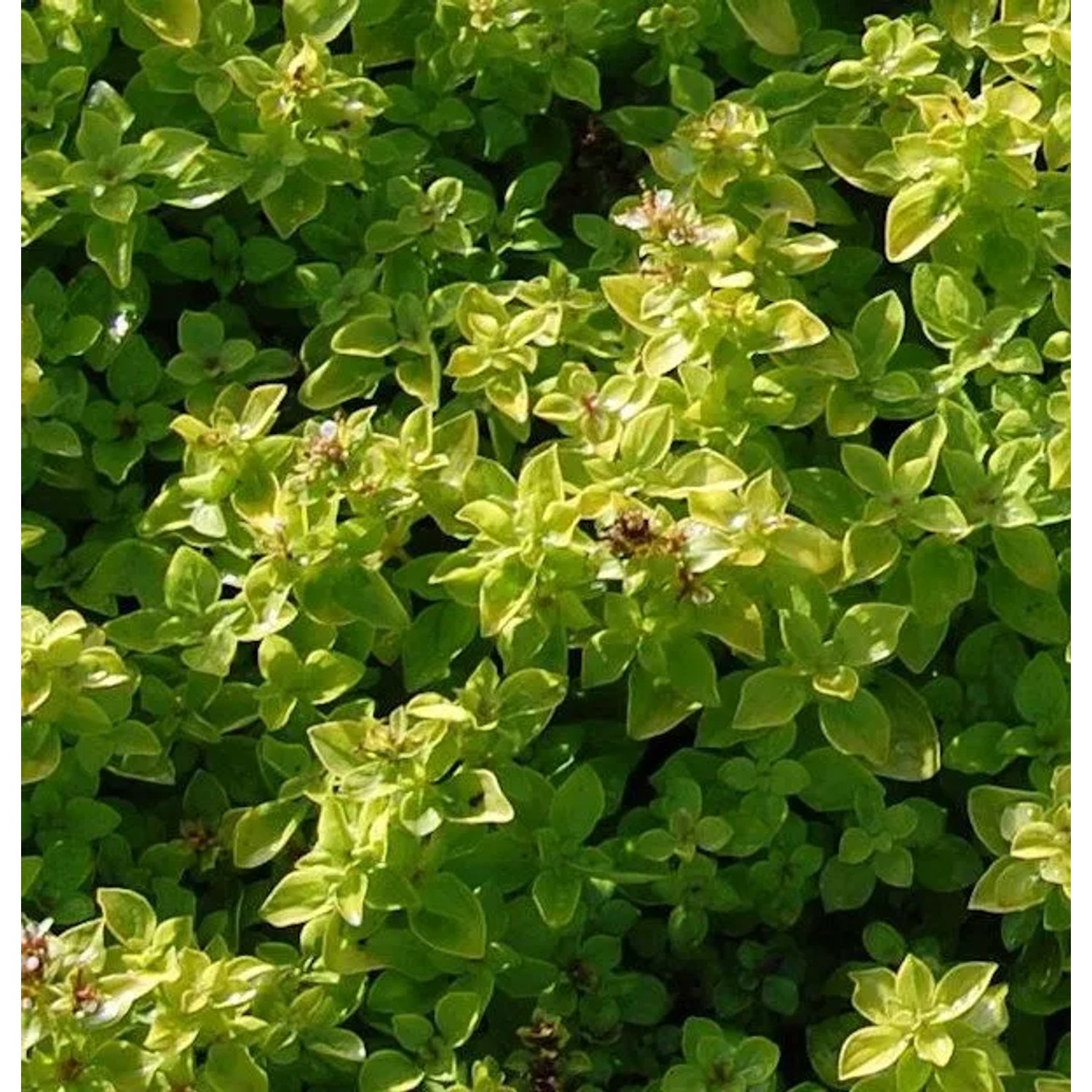 Wilder Majoran Thumbles Variety - Origanum vulgare