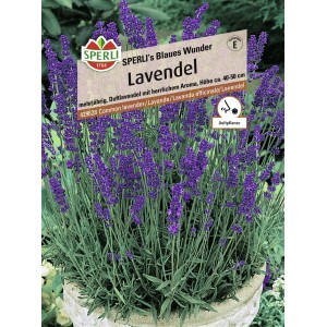 Blühender Lavendel 'Sperli's Blaues Wunder' im Topf, lila Blüten. Blumensamen für Duftlavendel.
