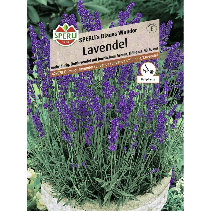 Lavendel kaufen bei OBI