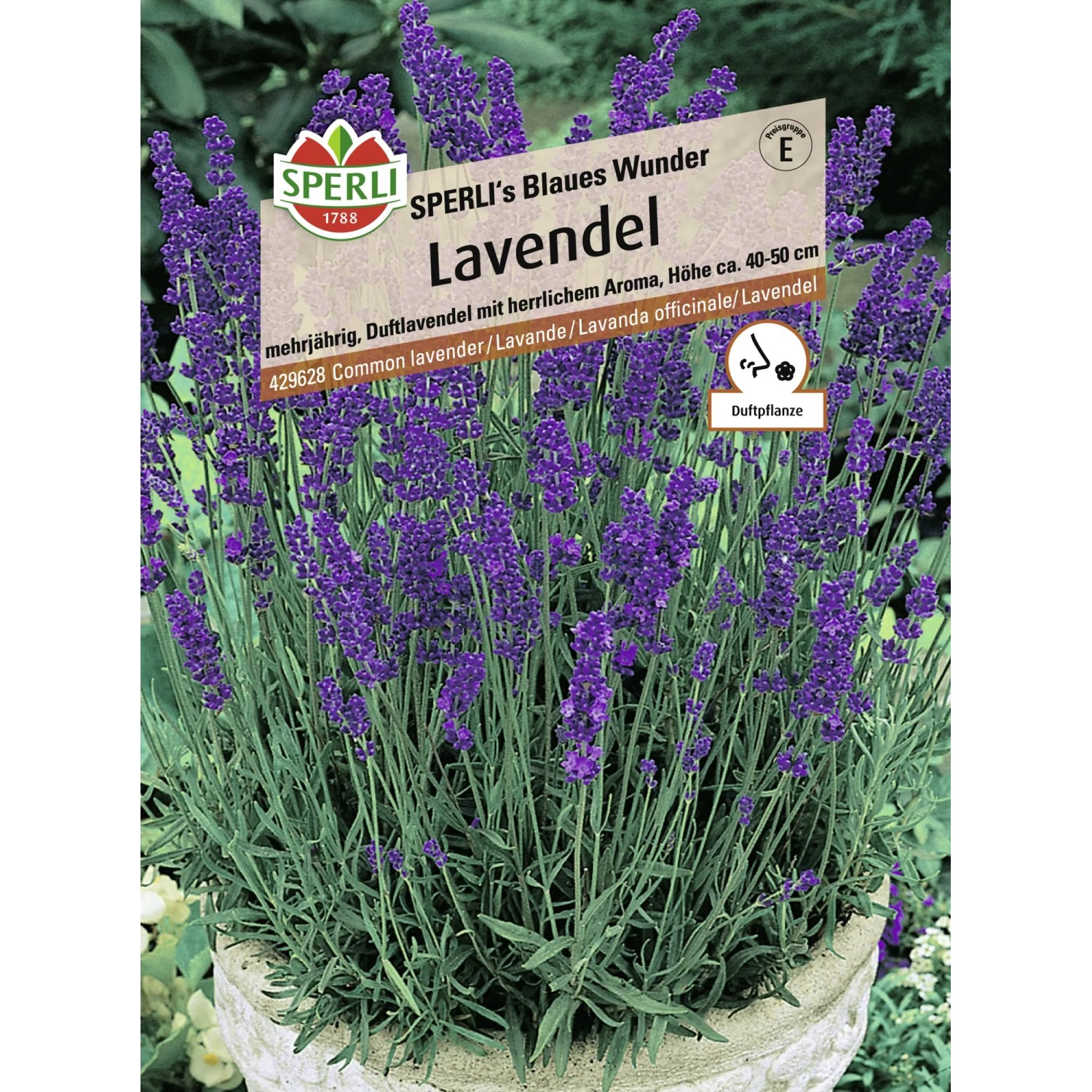 Sperli Lavendel "Sperli´s Blaues Wunder" Lila