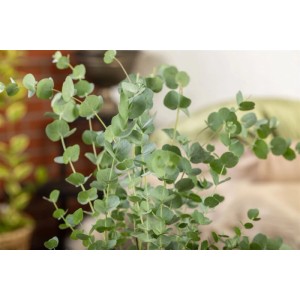 Silber-Eukalyptus (Eucalyptus Silver Dollar) mit runden, silbrigen Blättern, 40–60 cm hoch.