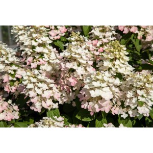 Rispenhortensie 'Early Harry' mit weißen und rosa Blüten, 40-60 cm hoch.