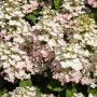 Rispenhortensie 'Early Harry' mit weißen und rosa Blüten, 40-60 cm hoch.