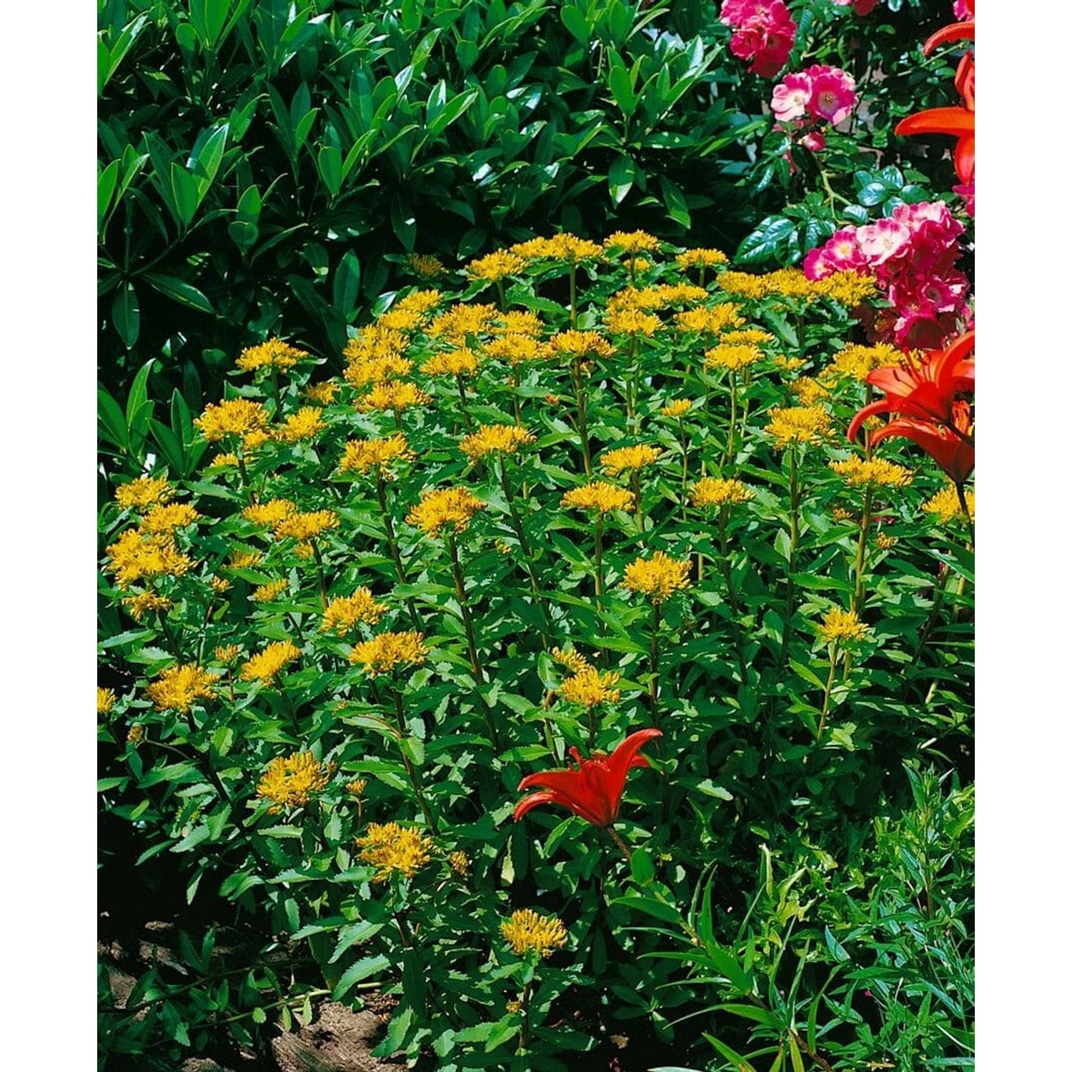 Gelb blühende Sedum Aizoon Fetthenne im 9x9 cm Topf, ideal für Steingärten.