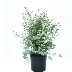GROW by OBI Eukalyptus Azura im 5 l Topf, ca. 30-40 cm hoch.