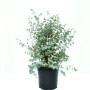 GROW by OBI Eukalyptus Azura im 5 l Topf, ca. 30-40 cm hoch.