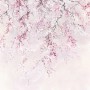 Komar Vlies Fototapete mit zarten rosa Kirschblüten, 300x280 cm.