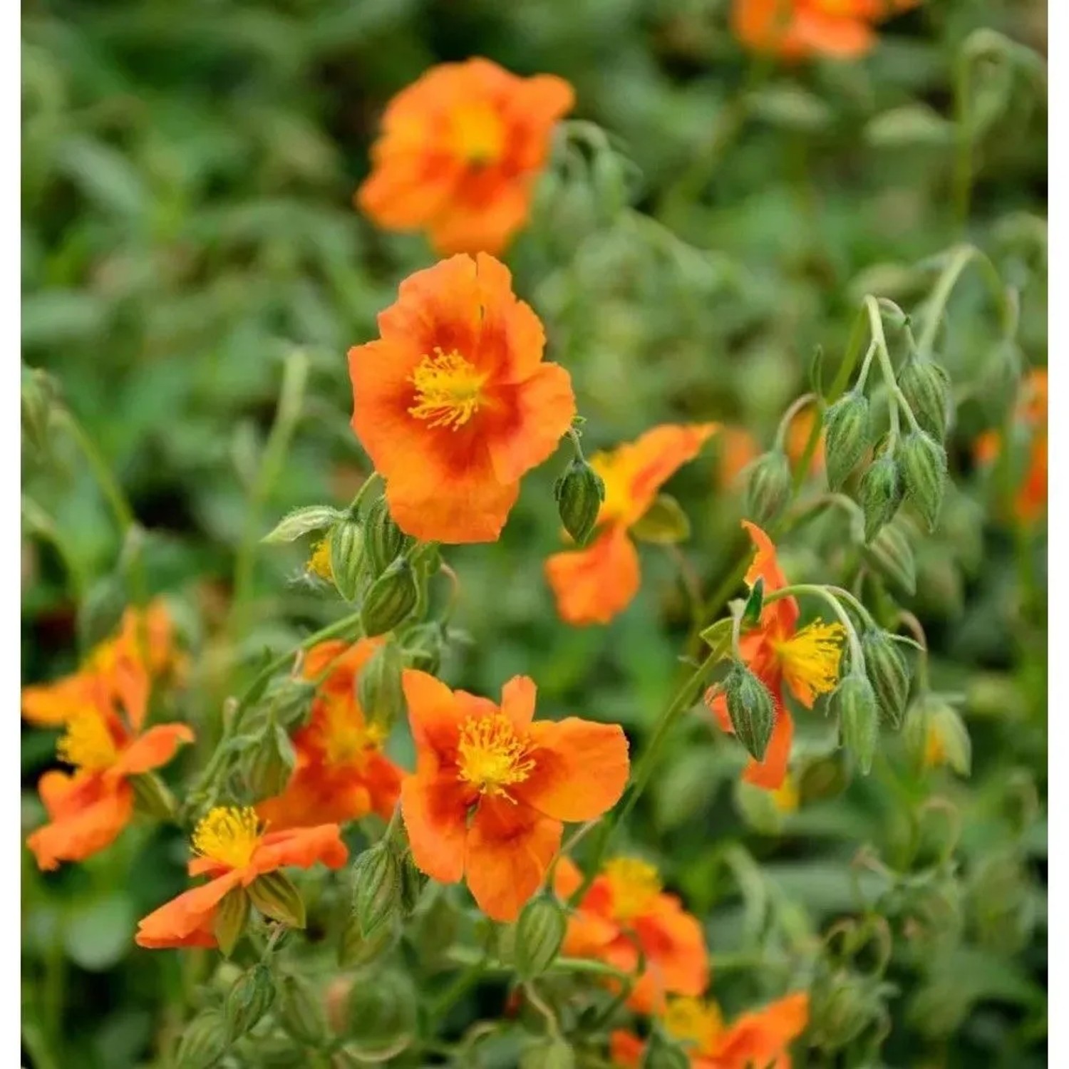 Sonnenröschen Braungold - Helianthemum cultorum