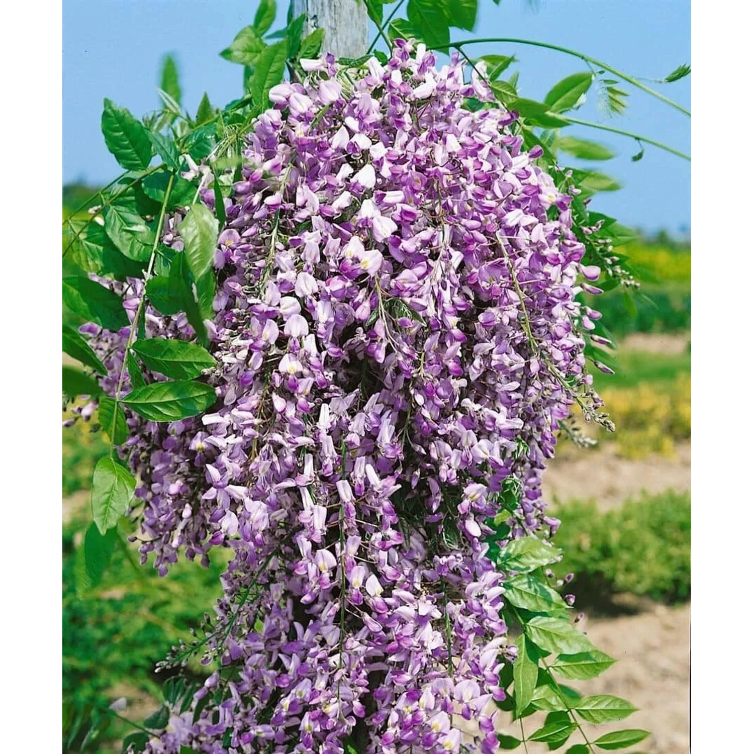 Blühender Blauregen 'Domino Issai' mit violetten Blüten als Kletterpflanze.