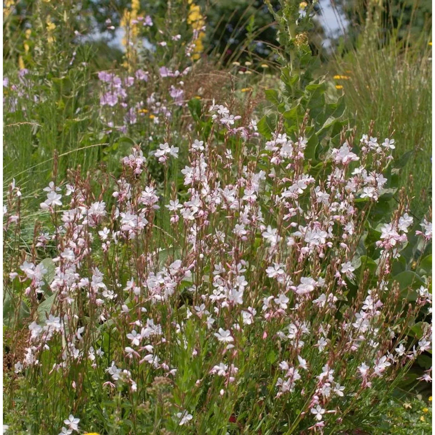 Prachtkerze Cherry Brandy - Gaura,indheimeri