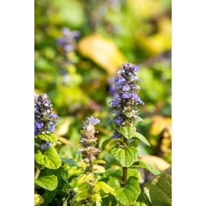 Blühender, blauer Garten-Günsel (Ajuga reptans) im Topf von GROW by OBI.
