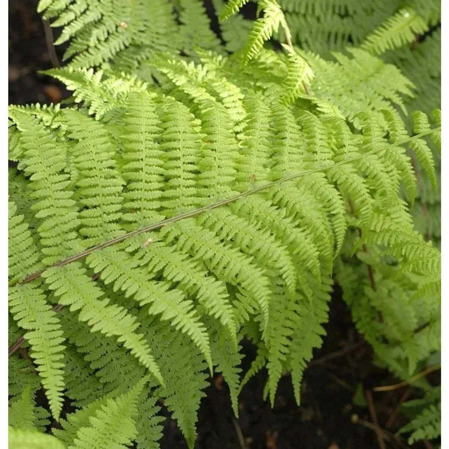 Frauenfarn Lady in Red - Athyrium filix femina
