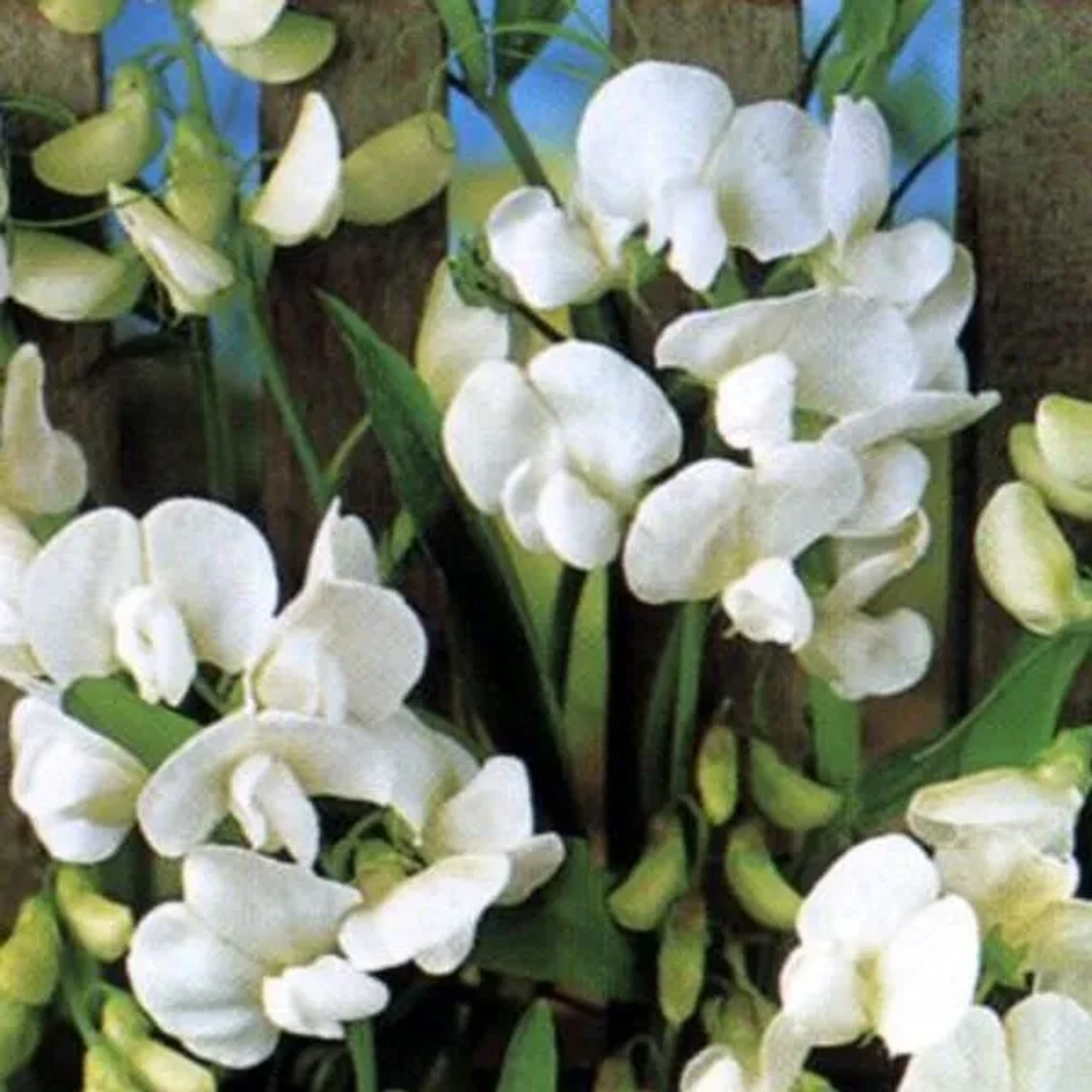 6 x Staudenwicke 'White Pearl' Lathyrus,atifolius Topf 9cm Weiße Blüten