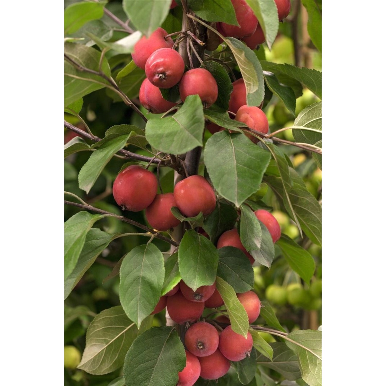 Malus Eleyi Zierapfel Rotblühend 125–150 cm günstig online kaufen