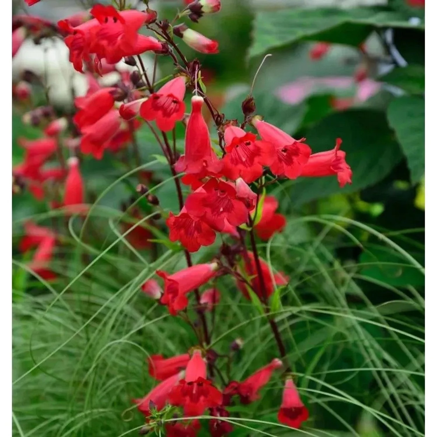 Bartfaden Paul Schönholzer - Penstemon cultorum