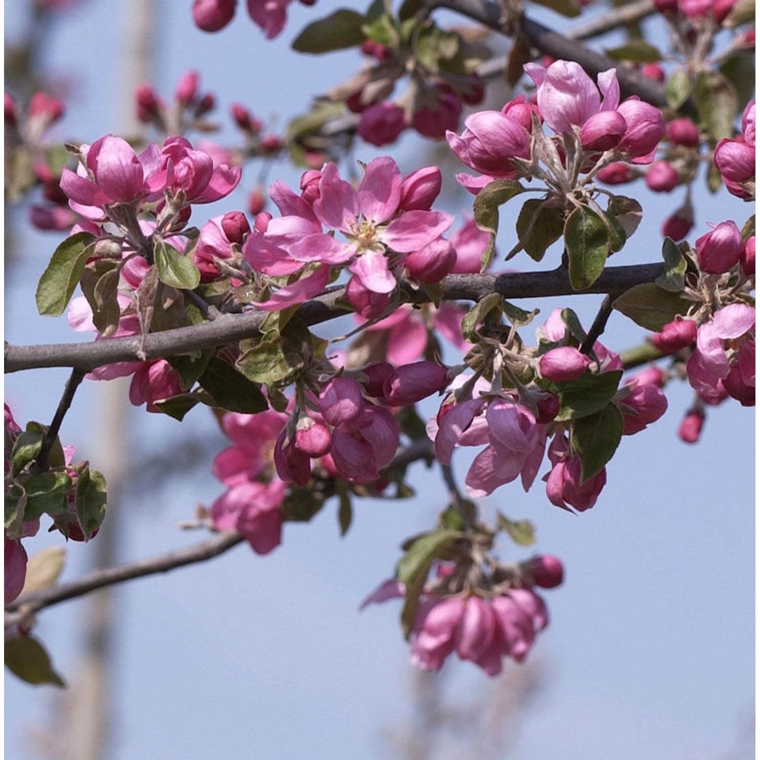 Hochstamm Zierapfelbaum Pom Pom 40-60cm - Malus Hybride günstig online kaufen