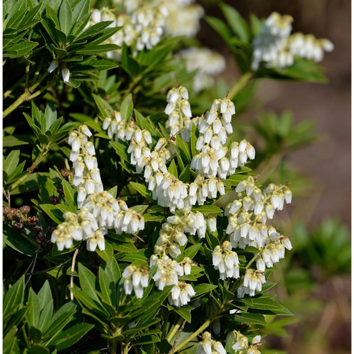 Schattenglöckchen Lavendelheide Prelude 50-60cm - Pieris japonica günstig online kaufen