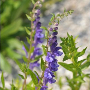 Blühendes Baikal Helmkraut (Scutellaria baicalensis) mit violetten Blüten im Detail.