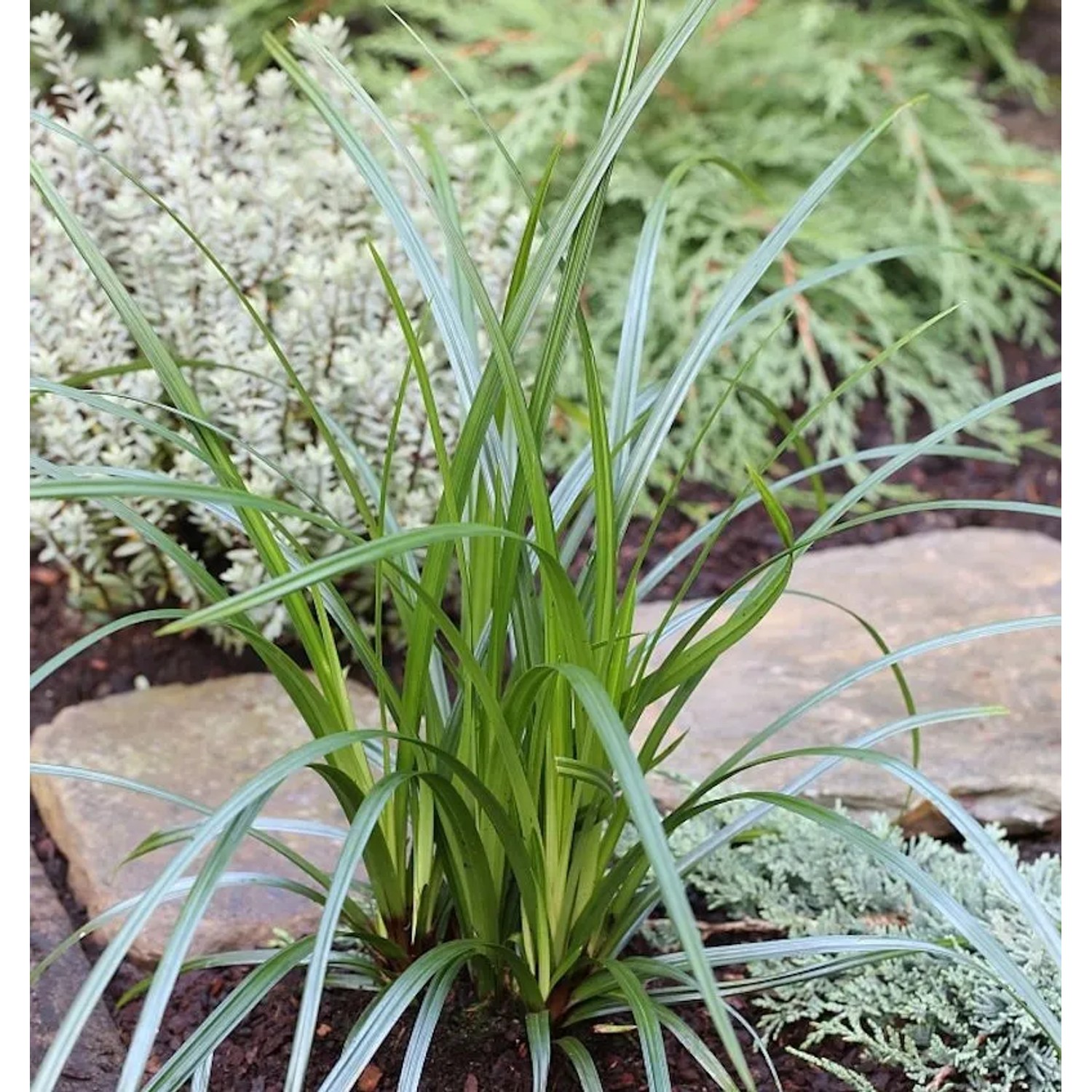 Immergrüne Japan Segge Irish Green - großer Topf - Carex morrowii