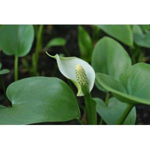 Nahaufnahme der weißen Blüte und grünen Blätter der Sumpfcalla (Calla Palustris) im Topf.