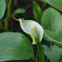 Nahaufnahme der weißen Blüte und grünen Blätter der Sumpfcalla (Calla Palustris) im Topf.